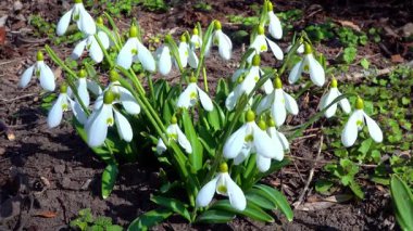 Galanthus nivalis, bahçede çiçek açan beyaz kardelenler