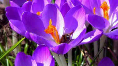 Bal arıları bahçedeki mavi kır çiçeklerinde nektar ve polen toplarlar.