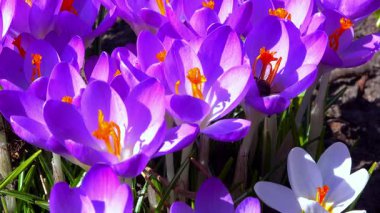 Bal arıları bahçedeki mavi kır çiçeklerinde nektar ve polen toplarlar.