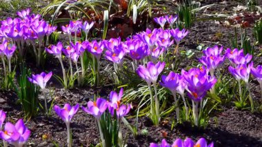 Bahar çiçeğinin mor çiçekleri bahçede.