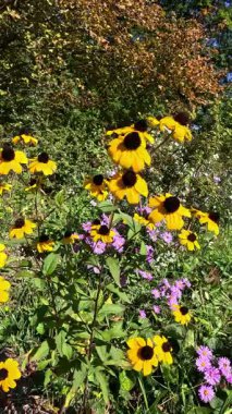 Rudbeckia triloba - Odesa, Ukrayna 'da büyük sarı çiçekli süs bitkisi.
