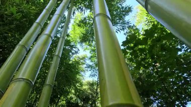 Odessa 'da bir bahçede büyüyen dev bambuların büyük yeşil kökleri.