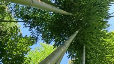 Odessa 'da bir bahçede büyüyen dev bambuların büyük yeşil kökleri.