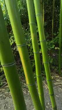 Odesa 'da bir bahçedeki dev bambuların büyük yeşil kökleri, sapları boyunca kamera hareketi, Ukrayna