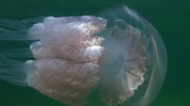 Büyük fıçı denizanası Rhizostoma pulmo (Rhizostomidae), Karadeniz 'deki mavi su kolunda güneş ışığı vurgusu