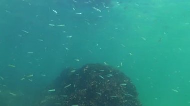 Küçük bir balık sürüsü olan Atherina Pontica, Karadeniz 'deki mavi sütundaki zooplanktonlarla besleniyor.