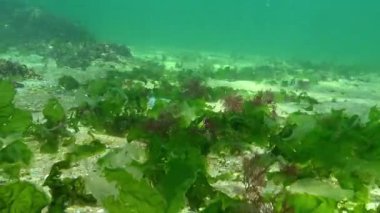 Karadeniz 'de kumlu deniz tabanında yeşil alg Ulva ve Cladophora.