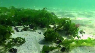 Karadeniz 'de kumlu deniz tabanında yeşil alg Ulva ve Cladophora.