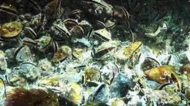 Karadeniz 'de deniz tabanında midye üzerinde büyüyen deniz mantarları, yumuşakçalar üzerinde beyaz küfler.