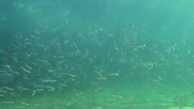 Büyük bir balık sürüsü, Akdeniz kum yılanbalığı, kumda saklanabilen jimnastikçiler, Karadeniz..