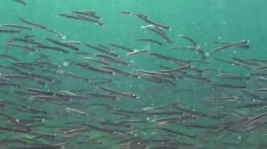 Büyük bir balık sürüsü, Akdeniz kum yılanbalığı, kumda saklanabilen jimnastikçiler, Karadeniz..