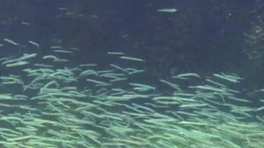 Karadeniz 'de kumda saklanabilen Akdeniz kum yılanbalığı jimnastik yılanı cicerelus sürüsü.