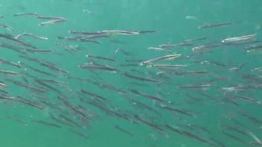 Karadeniz 'de kumda saklanabilen Akdeniz kum yılanbalığı jimnastik yılanı cicerelus sürüsü.