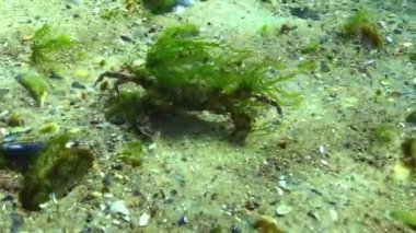 Yeşil alglerle kaplanmış yüzen yengeç Makropipus çözücü Karadeniz 'de deniz tabanından geçer.