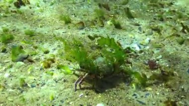 Yeşil alglerle kaplanmış yüzen yengeç Makropipus çözücü Karadeniz 'de deniz tabanından geçer.