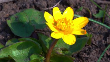 Ficaria verna - Ukrayna 'daki ilkbahar bitkisinin sarı çiçeği