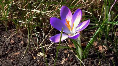 Crocus tommasinianus, bahçede çiçek açan mor crocus çiçekleri.