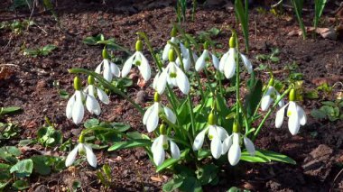 Galanthus Nivalis, bahçede çiçek açan beyaz kardelen çiçekleri, Ukrayna