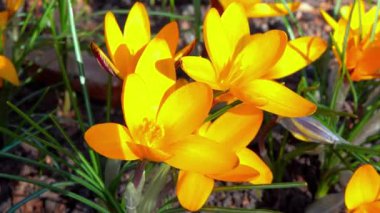 Baharın ilk zamanlarında açan sarı çiçekler bir bahçede, Ukrayna