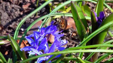 Scilla bifolia, alp balığı, arılar ormandaki mavi çan çiçekleri, Odessa 'da nektar ve polen toplarlar.