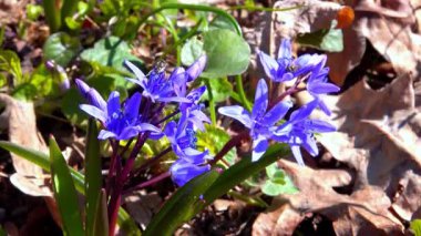 Scilla bifolia, alp balığı, arılar ormandaki mavi çan çiçekleri, Odessa 'da nektar ve polen toplarlar.