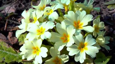 Ukrayna, çiçekli sarı çiçeklere yakın plan