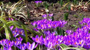 Bahar çiçekli tarlada nektarla beslenen güve kelebeği, Odessa, Ukrayna