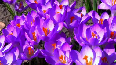 Bal arıları, Ukrayna 'nın bahçesindeki mavi kır çiçeklerinde nektar ve polen topluyor.