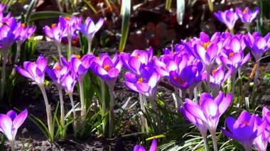 Çiçekli mor Crocus tommasinianus çiçekleri bahçede, Ukrayna