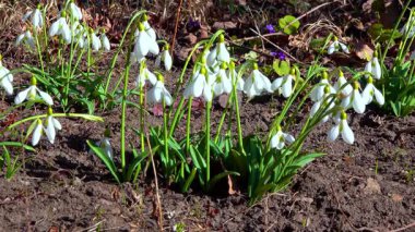 Galanthus nivalis, çiçek açan beyaz kardelen çiçekleri