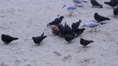 Güvercinler ve martılar Ukrayna 'nın Odesa sahilinde kumlu bir sahilde ekmek yerler.