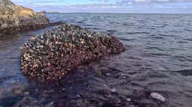 Odessa yakınlarındaki Karadeniz 'de alçak gelgit sırasında iki valfli midye Mytilus Dörtlü Taşımacılık tarafından kıyıya vuran kayalar