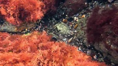 Karadeniz, kıyı kayalıklarında kırmızı makroalgae seramium rubrum.