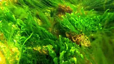 Karadeniz, kışın kıyı kayalıklarında yeşil algler Ulva ve Cladophora.