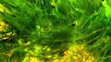 Karadeniz, kışın kıyı kayalıklarında yeşil algler Ulva ve Cladophora.