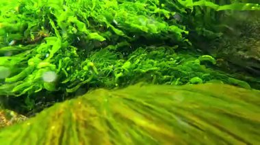 Karadeniz 'de yeşil alg Enteromorpha (Ulva) ile kaplanmış kıyı kayaları