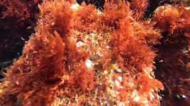 Karadeniz, kıyı kayalıklarında kırmızı makroalgae seramium rubrum.