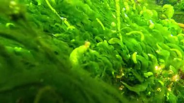 Odessa yakınlarındaki Karadeniz 'de yeşil alg Enteromorpha (Ulva) ile kaplanmış kıyı kayaları.