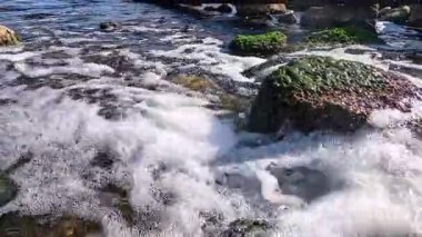 Köpüklü tatlı su Karadeniz 'e akar, su yüzeyinde kabarcıklar yeşil alglerle kaplı kayaların etrafını sarar.