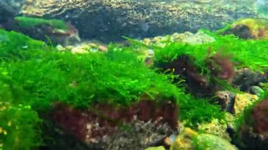 Karadeniz 'deki deniz tabanındaki su akıntısında hareket eden yeşil ve kırmızı algler.