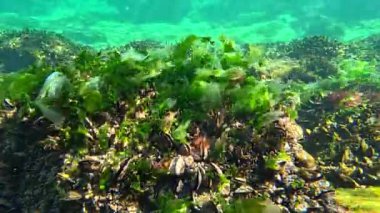 Karadeniz, yeşil algler Ulva lactuca taşların üzerinde midye Mytilus dörtnala ile kaplanmış..
