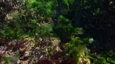 Karadeniz, midye Mytilus dörtnala ile kaplanmış kıyı taşları ve kıyı şeridi boyunca su yüzeyi olan yeşil alga Ulva lactuca..