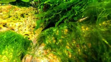 Karadeniz çevresi, yeşil algler. Sığ taşlarda büyüyen Enteromorpha bağırsakları.