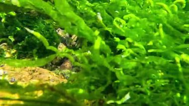 Karadeniz 'in vahşi doğası, lifli yeşil algler Ulva - Enteromorpha intestinalis kayaların üzerinde yetişiyor sığ sularda, temiz tuzlu su akıntısında.