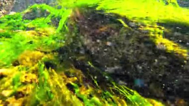 Yeşil yosunlarla kaplı kayaların üzerinden akan temiz tatlı su akıntısı Karadeniz 'deki bir borudan, Odessa' ya yükseliyor..