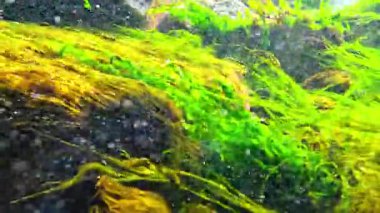 Yeşil yosunlarla kaplı kayaların üzerinden akan temiz tatlı su akıntısı Karadeniz 'deki bir borudan, Odessa' ya yükseliyor..