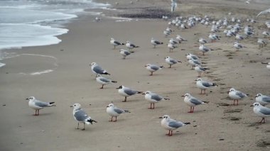 Yaygın martı Chroicocephalus ridibundus Odessa 'daki bir fırtına sırasında kumlu bir plajda dinlenir..