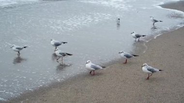 Yaygın martı Chroicocephalus ridibundus Odessa 'daki bir fırtına sırasında kumlu bir plajda dinlenir..