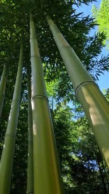 Odessa 'da bir bahçede kocaman yeşil bambu sapları, sapları boyunca kamera hareketi, Ukrayna