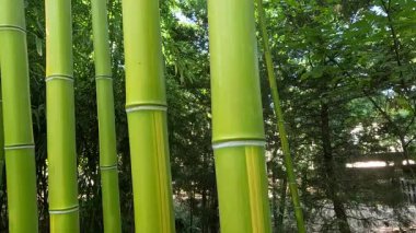 Odessa 'da bir bahçede kocaman yeşil bambu sapları, sapları boyunca kamera hareketi, Ukrayna